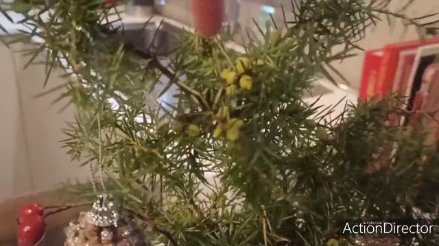 Рождение Христа по новым правилам🤦♀️🎄. Это чудо, в декабре персики цветут😳 смотреть онлайн