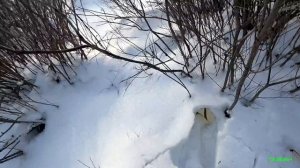 Ходовая охота на зайца, закрыли сезон достойно. Заяц в сметане, самый вкусный и простой рецепт.