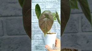 КОМНАТНЫЕ РАСТЕНИЯ(ЦВЕТЫ)