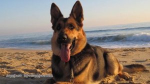 Притча о путнике и собаке. О том, что нельзя предавать друзей