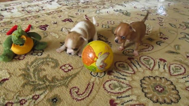 Щенки чихуахуа. смотреть онлайн