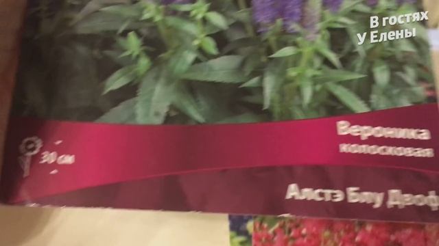 ЗАКУПКА МАТЕРИАЛОВ ДЛЯ УТЕПЛЕНИЯ ПРИХОЖЕЙ. ПОЕЗДКА В ЛЕС ЗА ЕЛОВЫМ ОПАДОМ. МОХ. смотреть онлайн