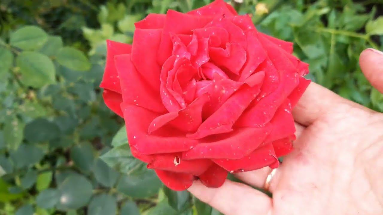 Осенний сад 8 октября 2022 года смотреть онлайн