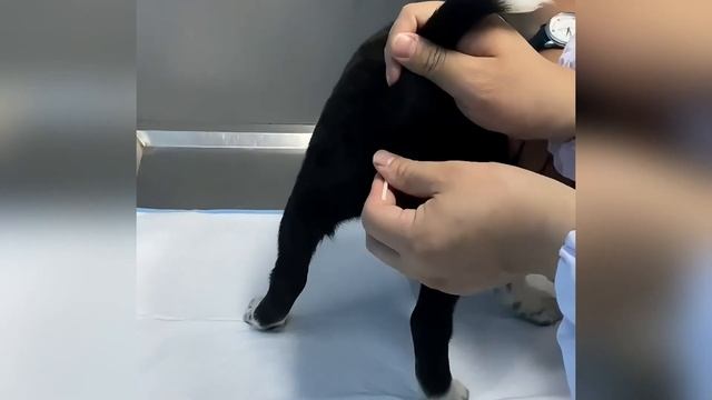 The Timid And Fearful Stray Puppy Hiding Under A Car, Heartbreaking Events Unfold After Rescue