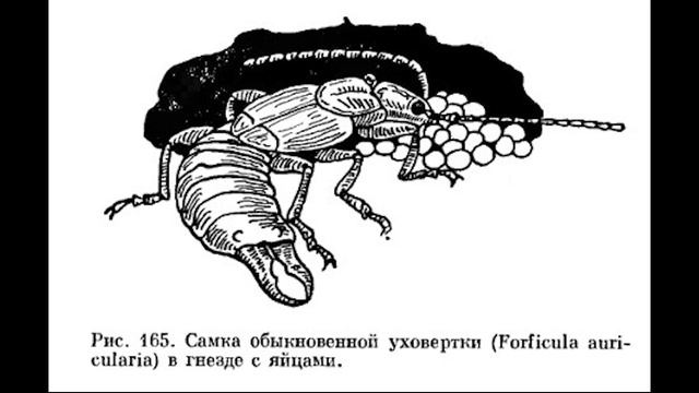 Уховертки смотреть онлайн