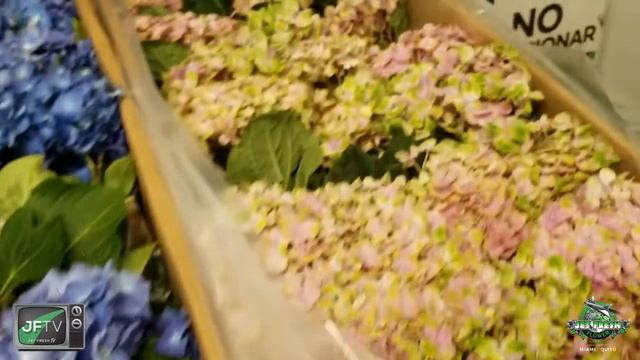 JFTV: Chilean Hydrangea - Now in Season with Mike смотреть онлайн