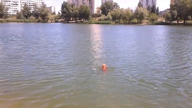 Русский охотничий спаниель, озеро и палочка ;) смотреть онлайн