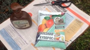Осенняя обработка хвойников железным купоросом.