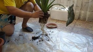 алоказия Регал Шилдс пересадка крупномера #алоказия #цветы #пересадкаалоказии