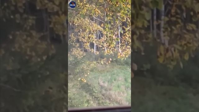 Два МЕДВЕДЯ за РАЗ. ДВУСТВОЛКА в деле смотреть онлайн