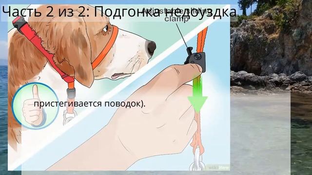 Как надеть недоуздок на собаку смотреть онлайн