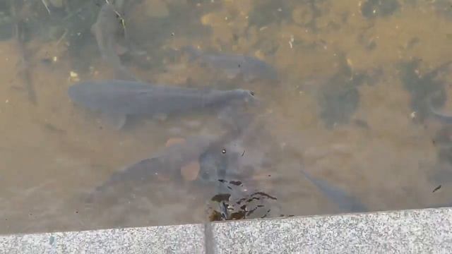 Оберхаузен!! смотреть онлайн