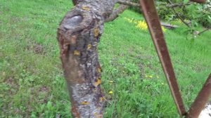 ДРЕВЕСНАЯ ХИРУРГИЯ:  ОСТАНАВЛИВАЕМ И ЛЕЧИМ РАК КОРЫ.