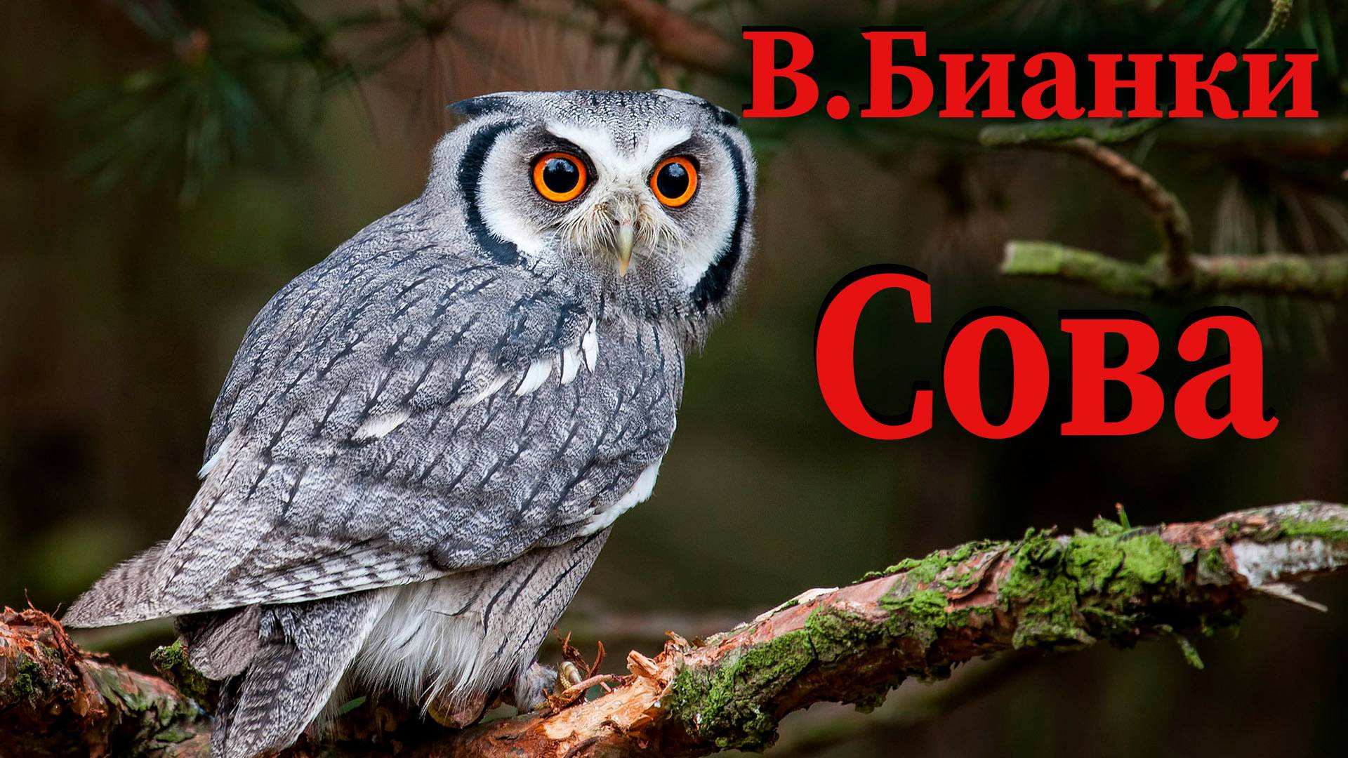 В.Бианки - Сова смотреть онлайн