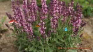 Шалфей дубравный Роуз ? дубравный шалфей Роуз обзор: как сажать, семена шалфея Роуз