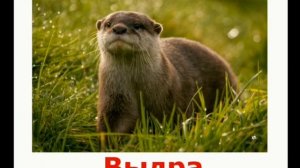 Дикие животные Фатова Т.И.