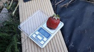 Таго - клубника, описание сорта (Голландский сорт)
