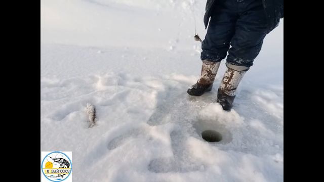 ЩУЧИЙ ЖОР на реке Колутон. Зимняя Рыбалка в селе Бастау. смотреть онлайн