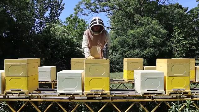 Как расширить пасеку до 100 семей за ГОД! Новый проект #100пчелосемей смотреть онлайн