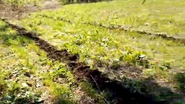 Сажаю тыкву сорт Конфетка смотреть онлайн