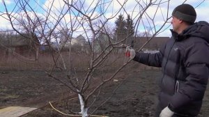 Обрезка алычи (сливы русской)