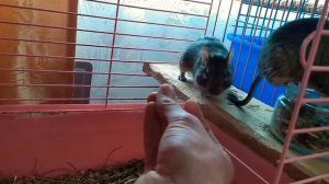 Уход, содержание, кормление белок дегу ?