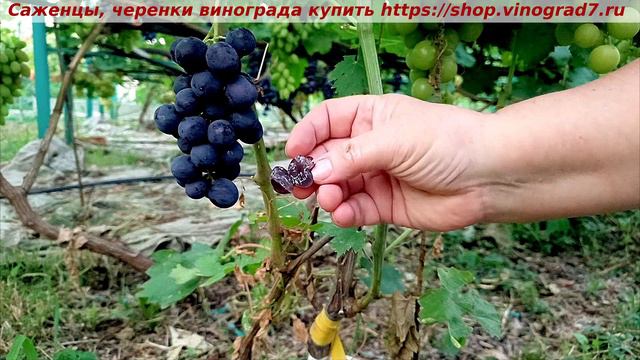 Парад сортов 27.07 24 г Кишмиш Спокуса- новинка на участке, сигналочка. https://shop.vinograd7.ru смотреть онлайн