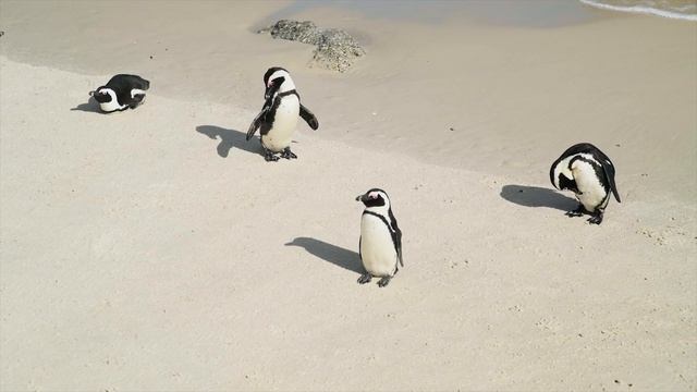 Penguins Collection In 8K ULTRA HD 60FPS