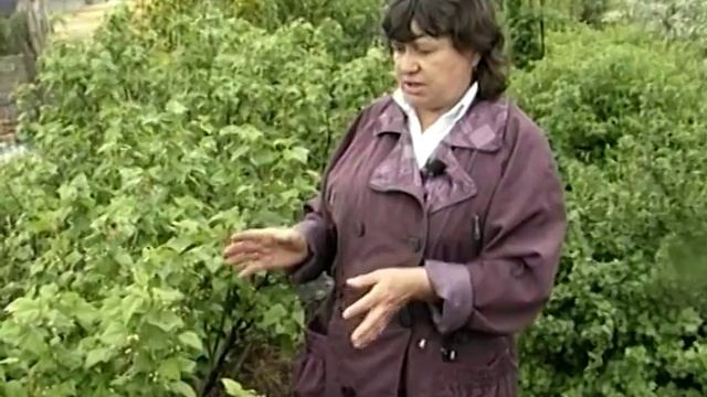 Обновление смородины смотреть онлайн