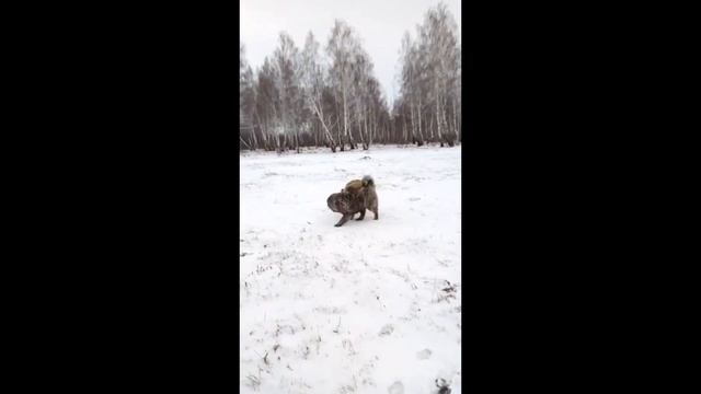 Щенки кавказской овчарки БЛ Саперави и Сулико - 7 мес. - Http://www.beliy-lekar.ru продаже.