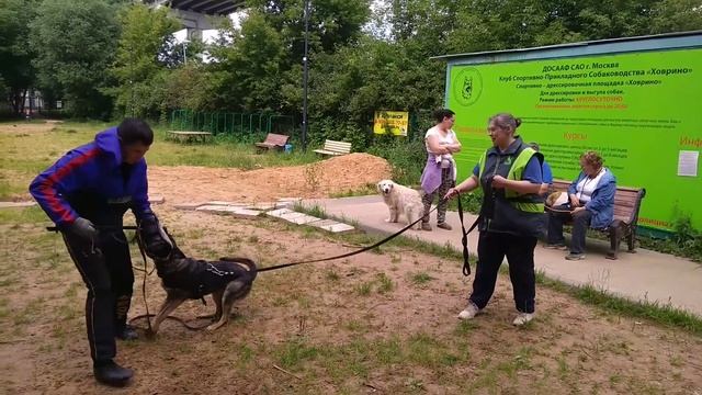 Подготовка немецкой овчарки к сдаче ЗКС, 02.08.2020 смотреть онлайн