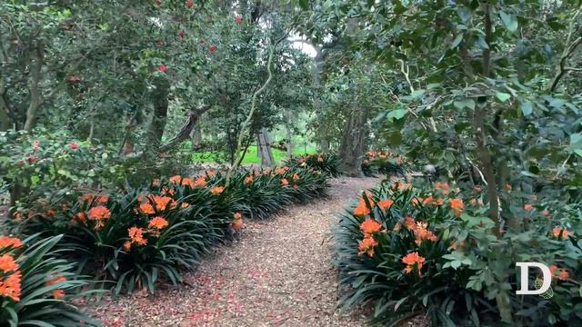 Clivia tour смотреть онлайн