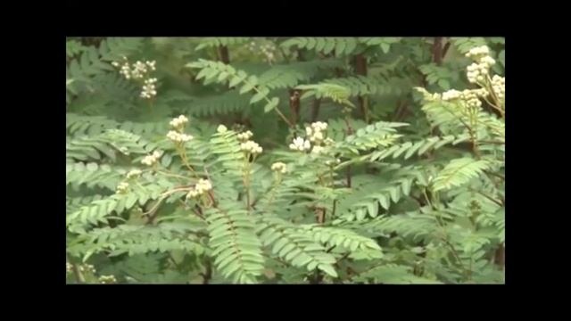 Глушкова Г. Летние прогулки. Что за дерево, часть 2 смотреть онлайн