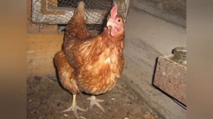 Ломан Браун рекордсмены по яйценоскости! Все о породе!!!