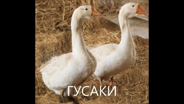 ГУСАКИ смотреть онлайн