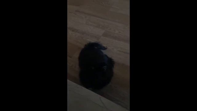 Мои собаки.. Пекинес.. смотреть онлайн