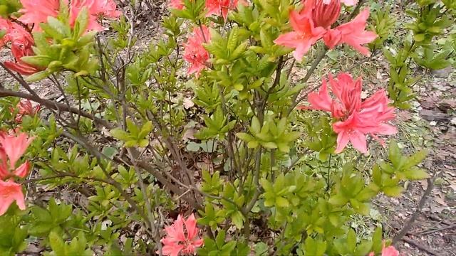 БЕЗУМНО КРАСИВЫЙ КУСТАРНИК с ОБИЛЬНЫМ ЦВЕТЕНИЕМ смотреть онлайн