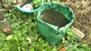 КЛУБНИКА в МЕШКЕ Посадка УРОЖАЙ