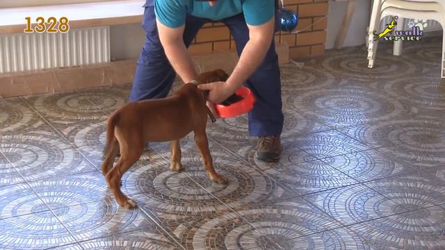 Тина-трейдинг, тестирование щенка, риджбек, клеймо 1328 смотреть онлайн