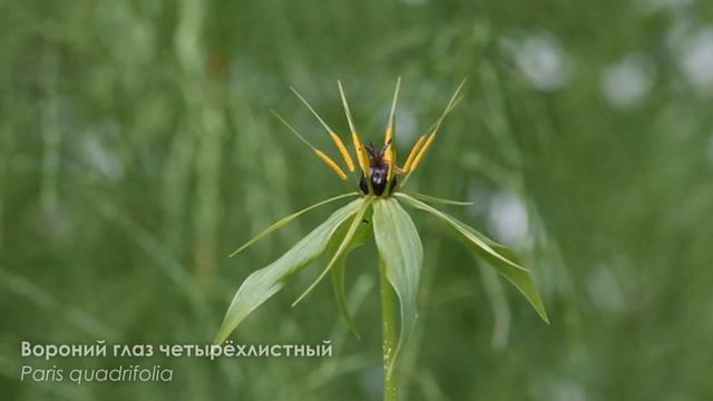 Растения Ленинградской области / Plants of the Leningrad Region смотреть онлайн