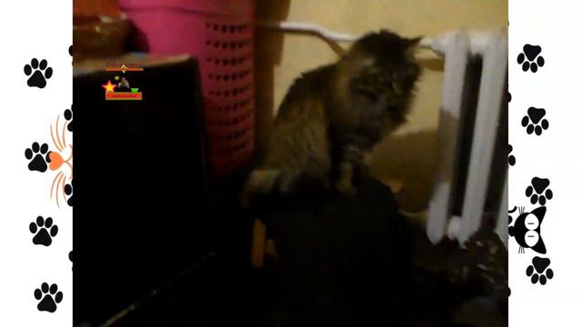 скоро будет весна и можно будет пить из каждой лужи МЫсли кошечки Лапусика смотреть онлайн