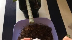 Снова гниль у адениума... Что делать?