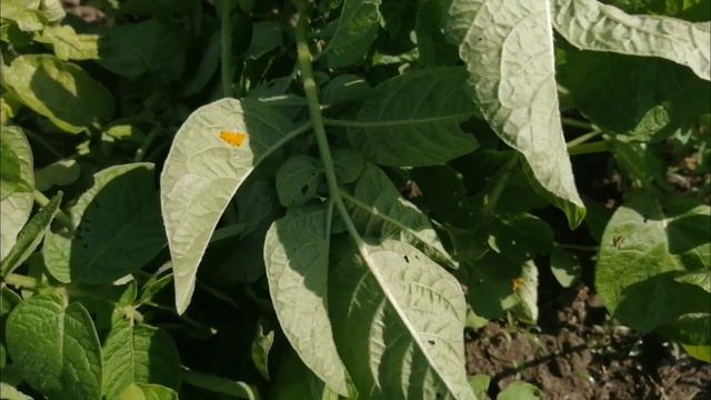 Картофель,помидоры 🌱Краснодарский край🌻🌻🌻 смотреть онлайн