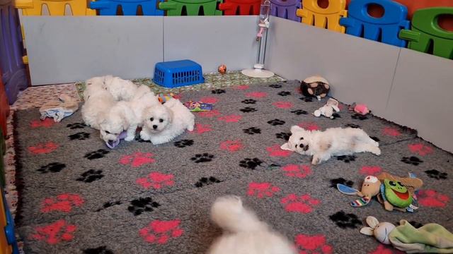 Нянька для малышей🌸VIOLA🌸6 месяцев #kennel_BrightStarDog #puppybichonfrise #бишонфризещенки #нянька смотреть онлайн