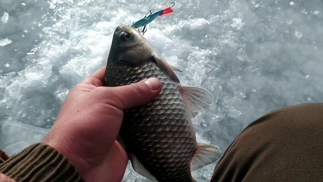 Карась на балансир! Цимла 2020-2021.Нестандартная рыбалка смотреть онлайн