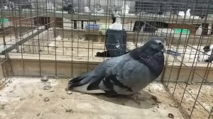 Курские турманы. pigeons of Kursk