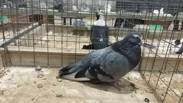 Курские турманы. pigeons of Kursk