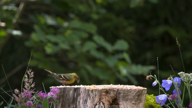 Природа. Живая Природа. Птицы, Белки,Животные. Пение Птиц. Звуки Леса