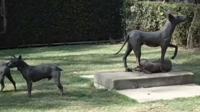 Парк Dolores Olmedo. Mexico DF . Ксолоитцкуинтли (Xoloitzcuintle) и немного павлинов. смотреть онлайн