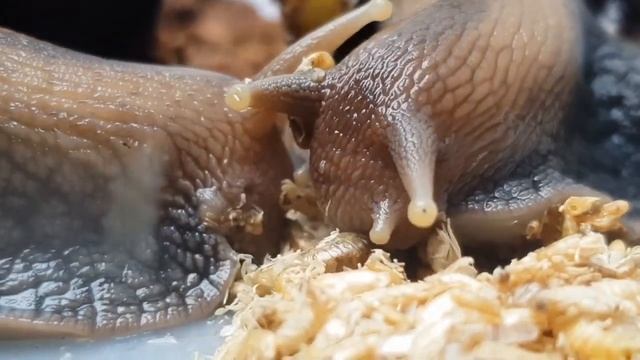 Как едят улитки корм смотреть онлайн